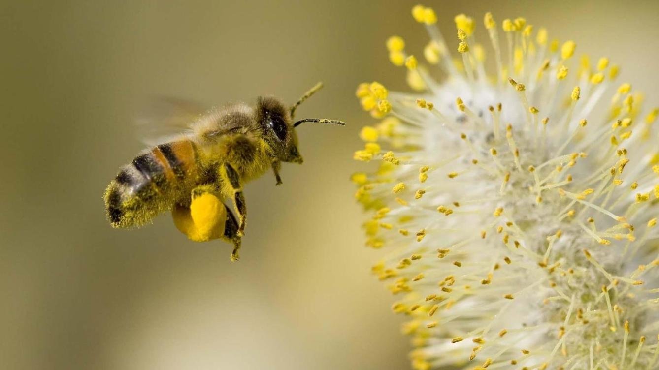 Esta semana se inicia el servicio de alertas de polen en la ciudad, con la novedad de mapas en la web para consultar donde se ubican en Pamplona los árboles que lo producen