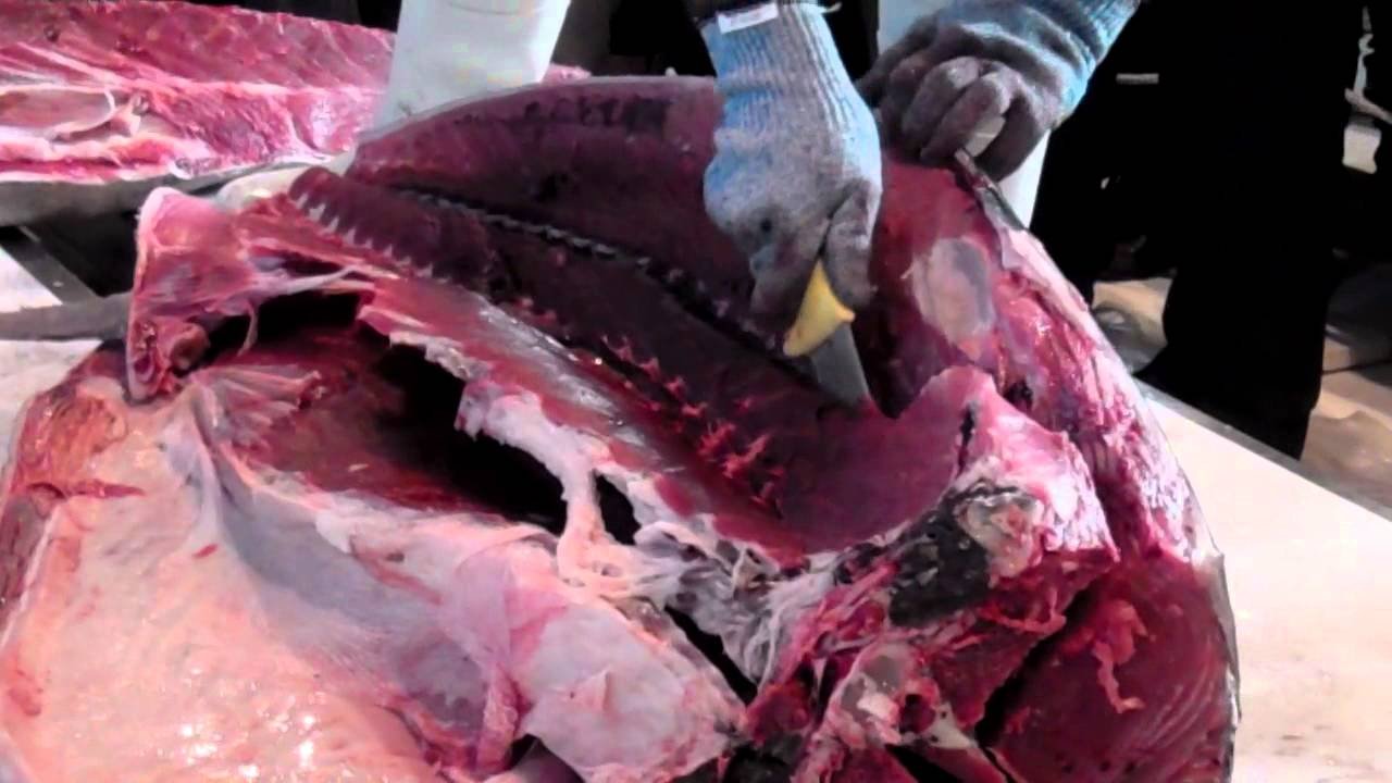 ronqueo atun rojo El Mercado de Santo Domingo organiza una exhibición del tradicional ‘ronqueo’ de atún rojo que incluye una degustación de pinchos