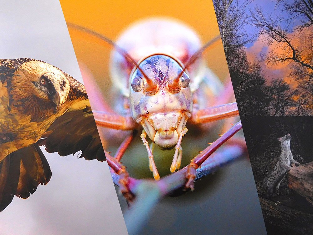 La fotografía de naturaleza navarra, protagonista de la conferencia de este miércoles en la Escuela de Sostenibilidad del Museo de Educación Ambiental