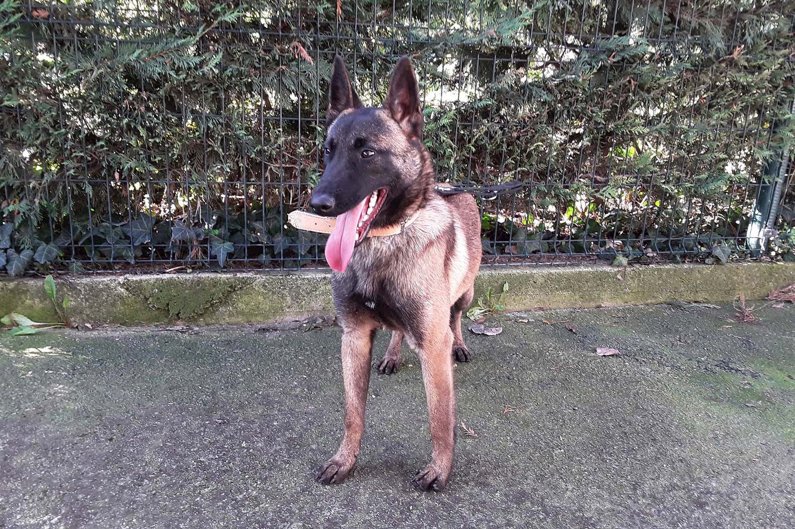 Un perro del Centro de Atención de Animales, adoptado por el grupo de rescate de los Bomberos de la Generalitat de Cataluña para adiestrarlo en labores de búsqueda
