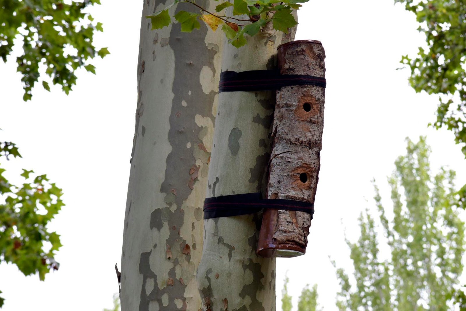 El Ayuntamiento y el Gobierno de Navarra establecen un plan para identificar en la ciudad árboles-refugio para el nóctulo mediano, un murciélago declarado en peligro