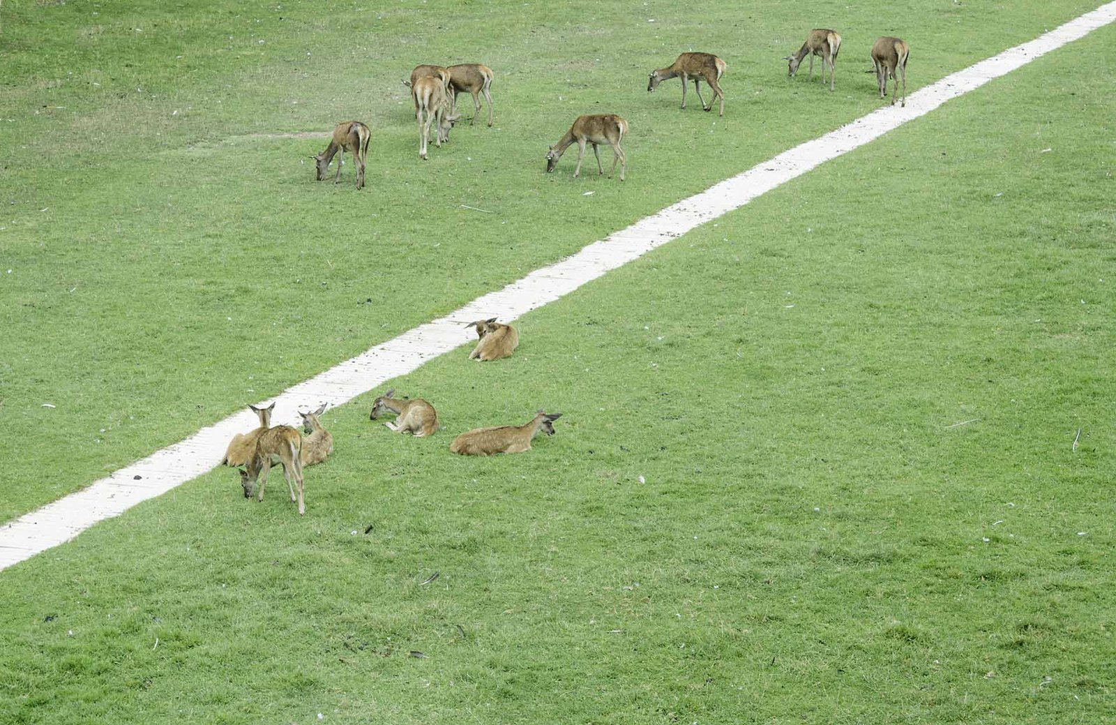 El Ayuntamiento mantendrá el minizoo de la Taconera y señalizará mediante carteles o rótulos explicativos las especies que habitan en él