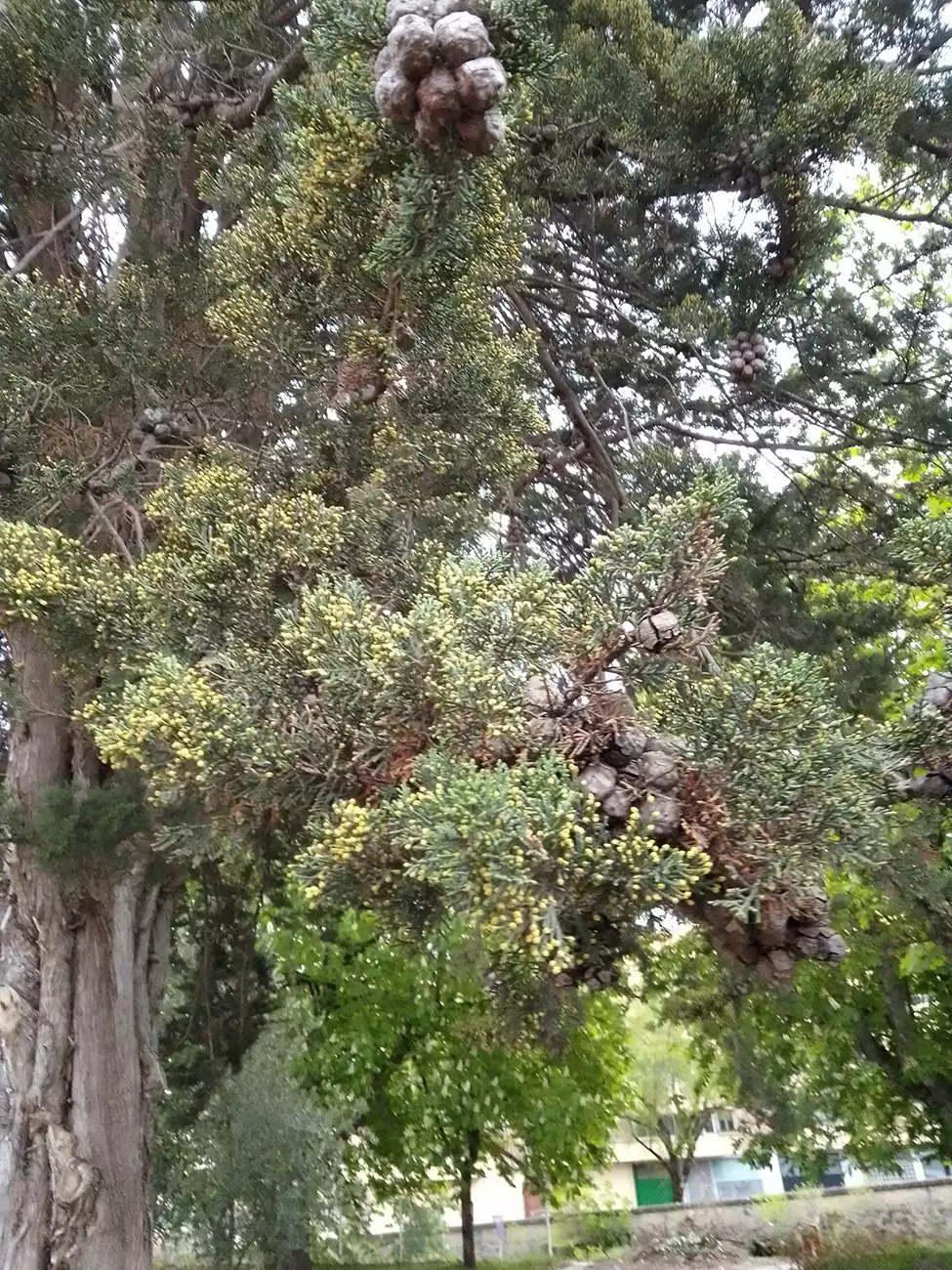 El Ayuntamiento de Pamplona se une al Biomaratón con un paseo botánico por los jardines del Hospital Universitario de Navarra el sábado 30 de abril