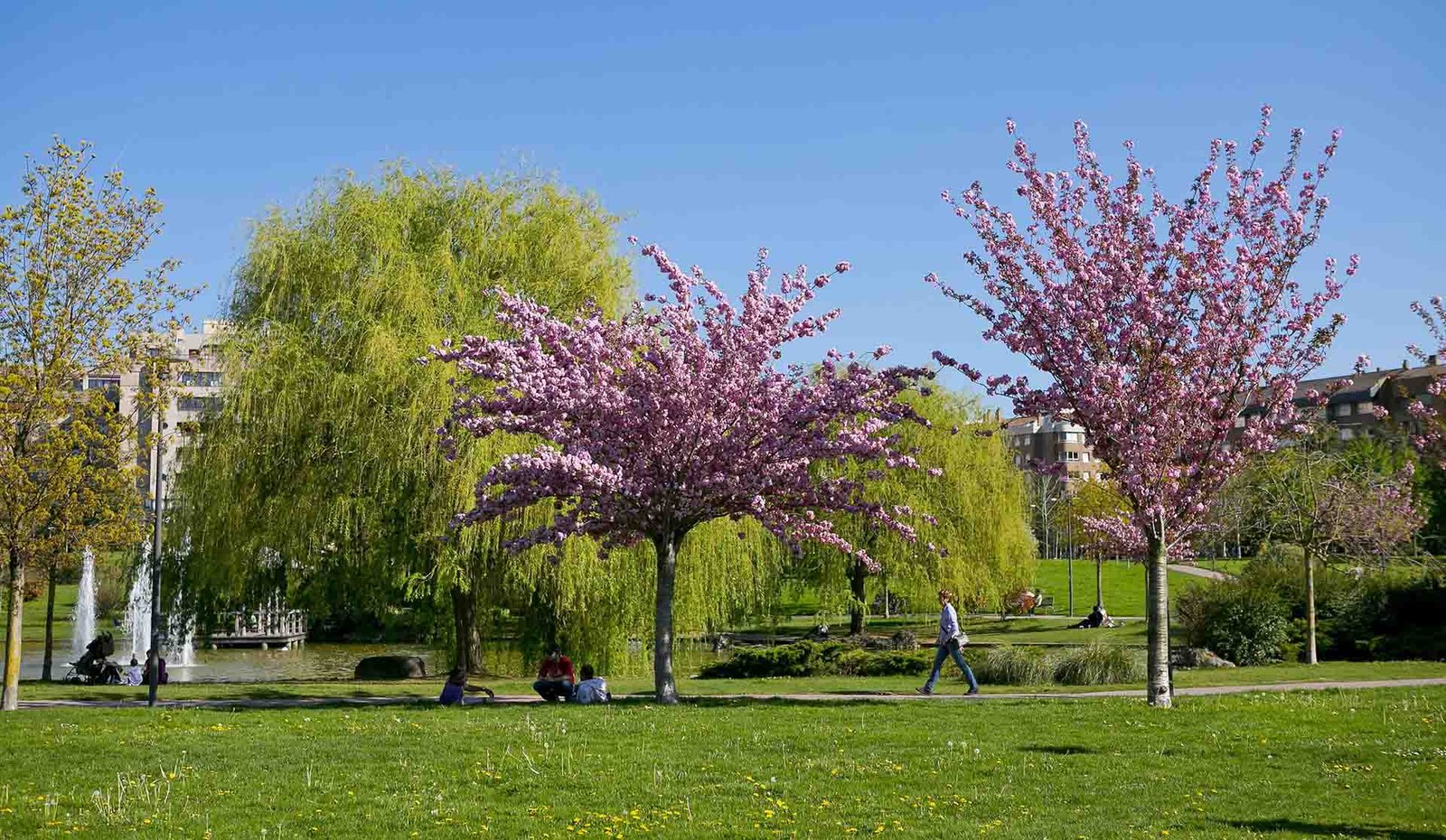 Parque_Yamaguchi_05 Pamplona es verde. Primavera’ 22. Cuentacuentos. ‘Historias verdaderas. Historias del sol naciente’.