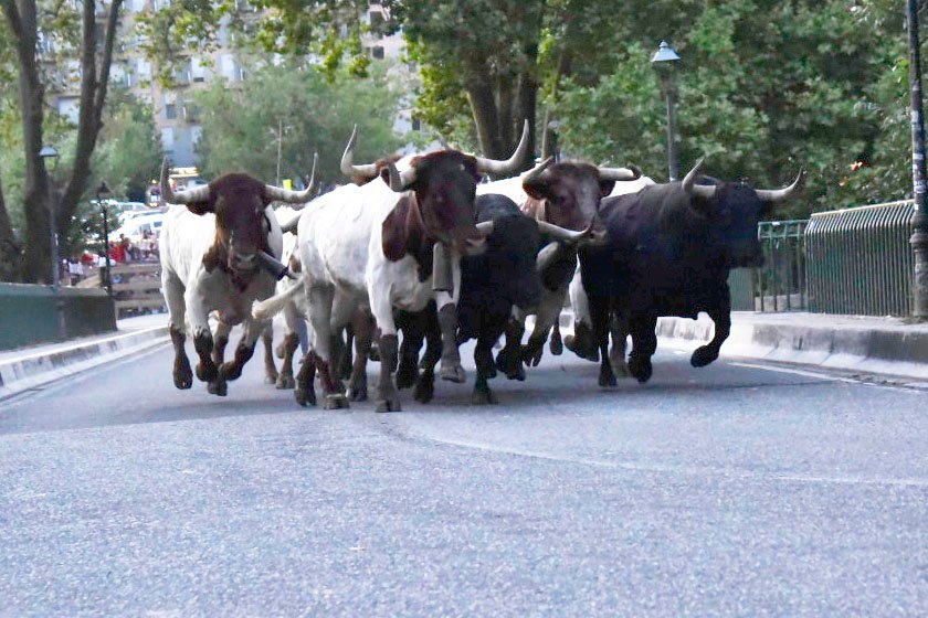 Sorteados los 1.400 pases dobles para ver los encierrillos de los Sanfermines 2022 entre las 10.721 personas que lo habían solicitado