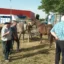 feria ganado san miguel