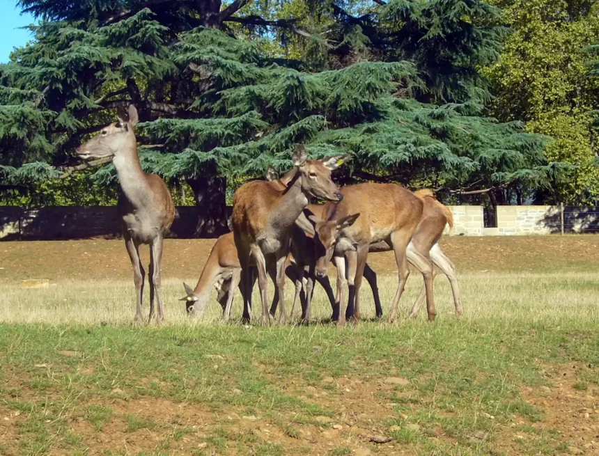 El Ayuntamiento de Pamplona organiza para el domingo 30 de abril un paseo botánico por el parque de Taconera, dentro de Biomaratón 2023