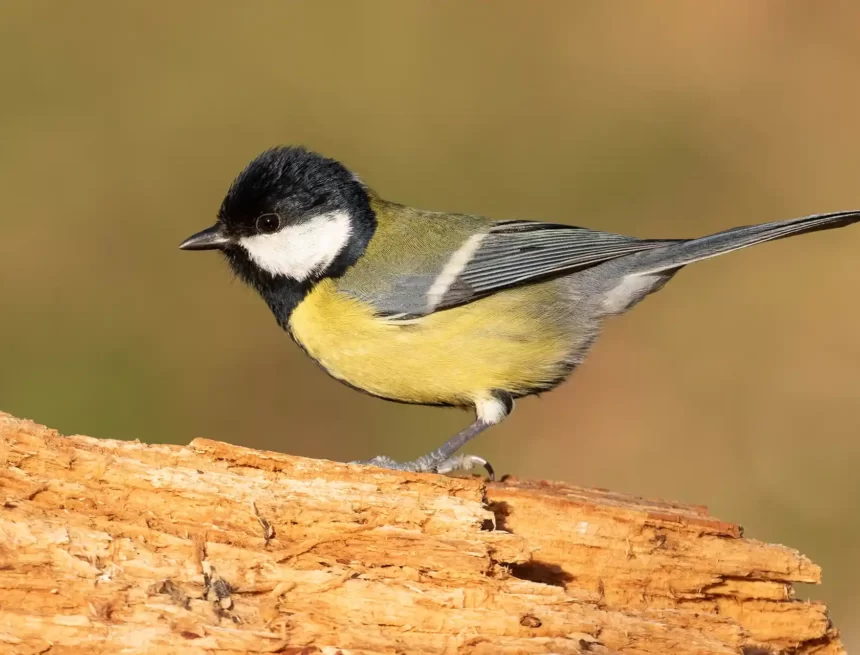 El gorrión común y la paloma bravía son las aves más comunes en Pamplona y los hábitats más ricos, los entornos de los ríos y los grandes parques