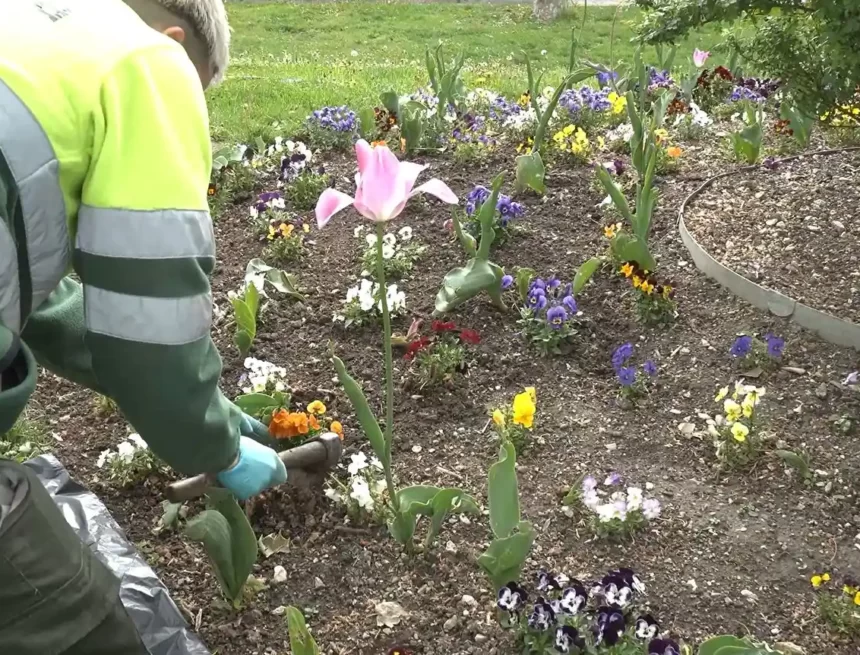 120 personas mantienen los 3,5 millones de m2 de jardines que convierten a Pamplona en una de las ciudades con mayor porcentaje de zonas verdes por habitante