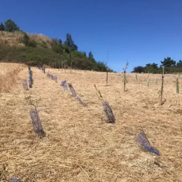 bosque polígono agustinos
