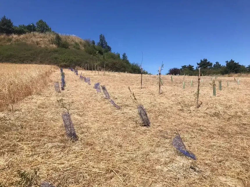 bosque polígono agustinos