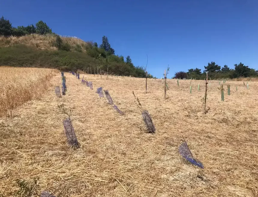 bosque polígono agustinos