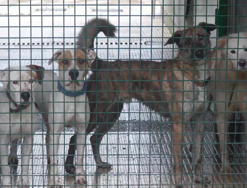 perros perrera