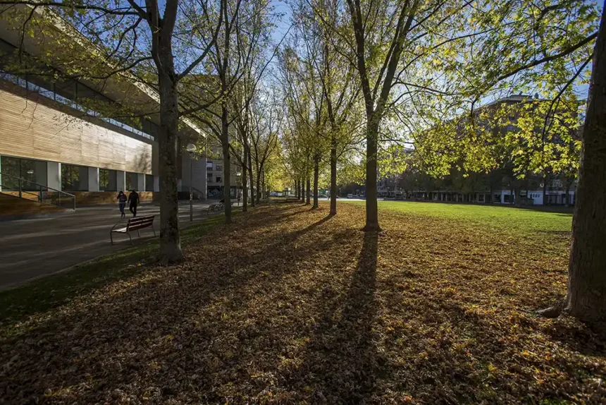 arboles boulevar iturrama_web copia arboles boulevar iturrama