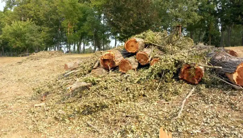 tala arboles universidad