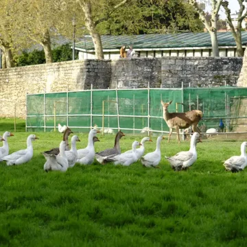 deconfinamiento aves taconera