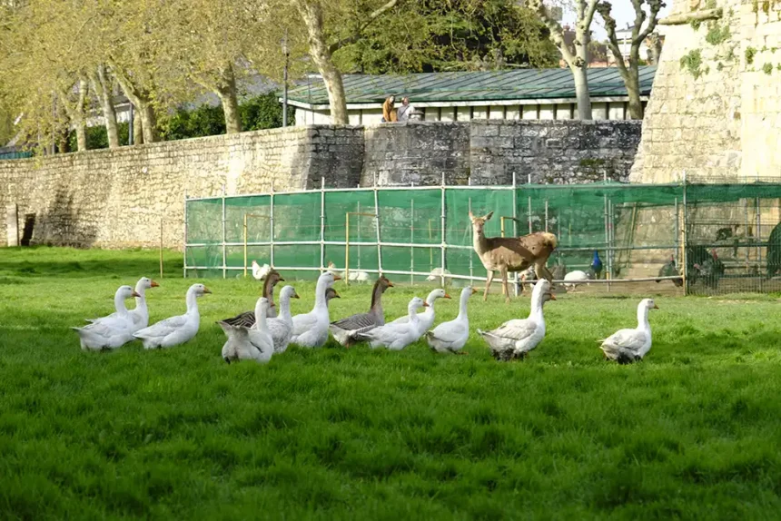 deconfinamiento aves taconera